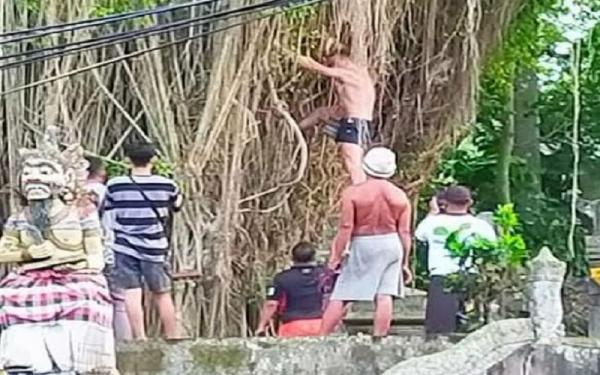 Viral! Bule Panjat Pohon Keramat di Bali Diamankan Polisi