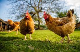 Ayam Ternak di Thailand Diberi Makan dengan Ganja Diyakini Tingkatkan Kualitas Daging