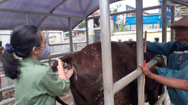 Pasar Hewan di Gunungkidul Kembali Dibuka, Ratusan Ekor Ternak Terindikasi PMK