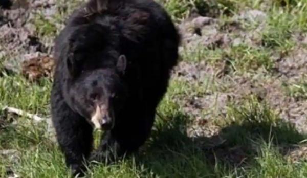 Tragis, Diserang Beruang Pasutri ini Tewas di Tengah Hutan