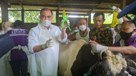 Kementan Mulai Vaksinasi Hewan Ternak dalam Upaya Pengendalian PMK