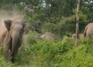 Kasus Selfie dengan Gajah Berujung Maut di India, Pria Ini Diseruduk dan Diinjak-injak hingga Tewas