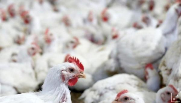 Ganja di Negara Ini Dikonsumsi Untuk Pakan Ayam, Hasilnya Kualitas Daging dan Telur Meningkat
