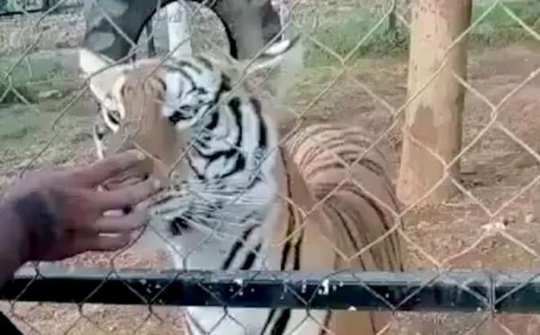 Astaga, Penjaga Kebun Binatang Tewas Diterkam Harimau saat Beri Makan
