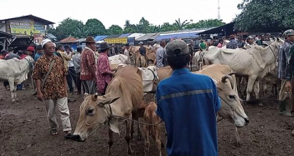 Dua Pekan Lockdown Akibat Temuan PMK, Pasar Hewan Jonggol Bogor Kembali Menggeliat