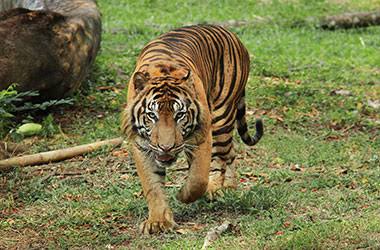 Harimau Sumatera Berulang Kali Muncul di Perkebunan Warga Situmba Julu Sipirok