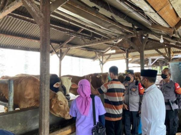 PMK Meluas di Kabupaten Cirebon, 899 Hewan Ternak Terjangkit
