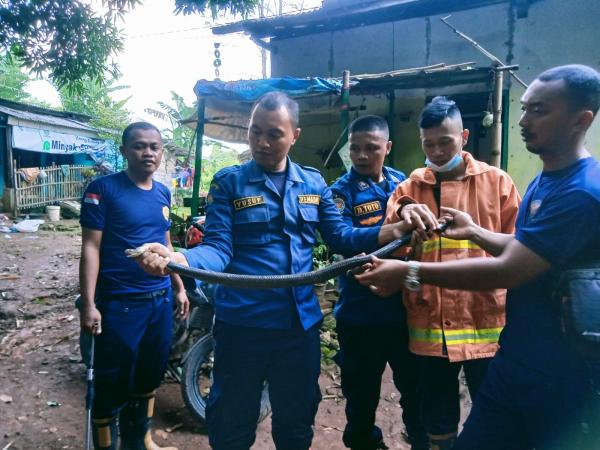 Kobra Jawa Sepanjang 1,5 Meter Masuk Rumah Warga Kalitanjung Kota Cirebon