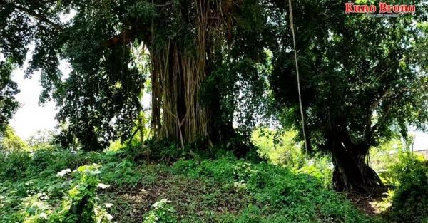 Misteri Candi Tertimbun Akar Pohon Beringin Besar di Mojokerto