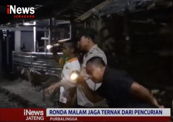 Rawan Pencurian, Para Peternak Giat Ronda Malam Bergantian
