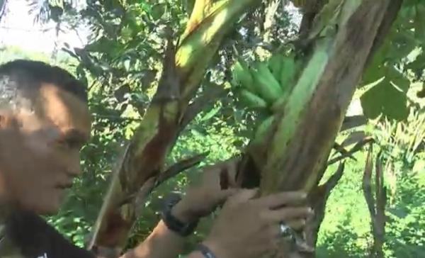 Viral, Pohon Pisang Berbuah Dalam Batang Tanpa Jantung Hebohkan Warga Asahan