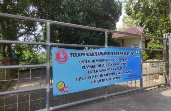 Puluhan Sapi Terinfeksi PMK, DKPPP Kota Cirebon Locdown BPTP