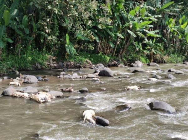 50 Ekor Bangkai Kambing Hanyut di Sungai, Diduga Sengaja Dibuang Menggunakan Truk