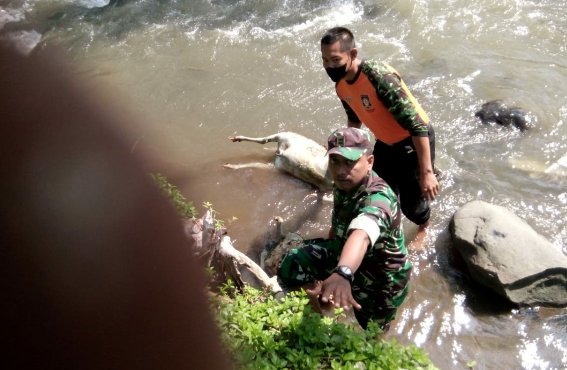 50 Bangkai Kambing di Buang Ke Sungai Serang, Kapolsek: Ada Kalung di Leher