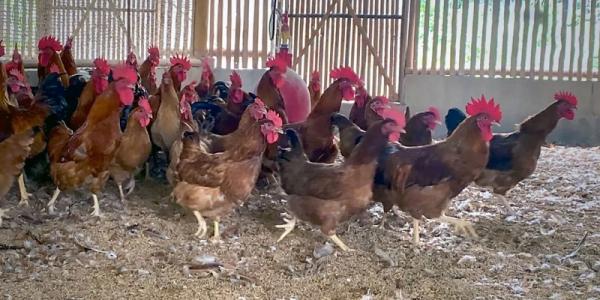Setelah Diberi Makan Ganja, Peternak Ayam di Thailand Klaim Ternaknya Punyai Kualitas Unggul