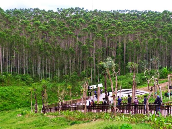 Rencana Groundbreaking IKN Nusantara Oleh Jokowi Belum Jelas