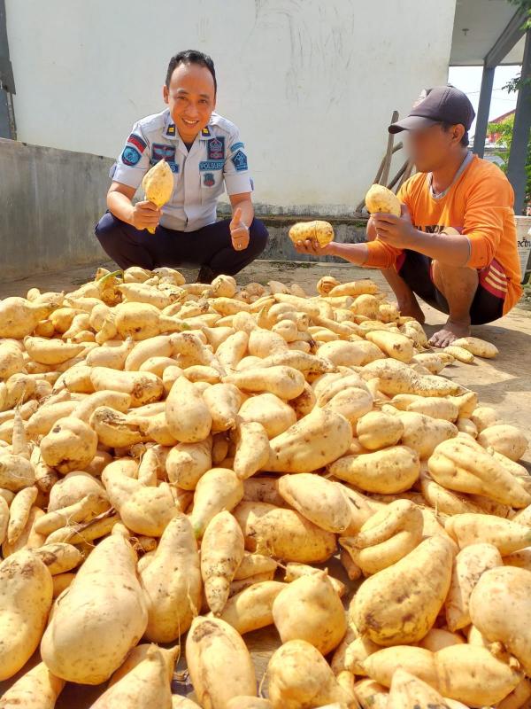 Pembinaan Kemandirian WBP Lapas Kotaagung Panen Ubi Jalar Putih