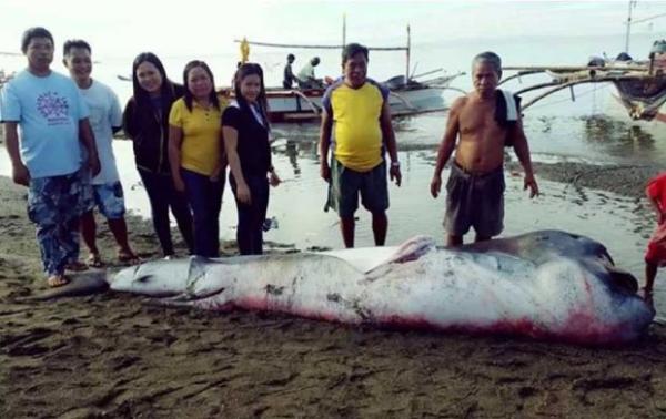 Langka! Hiu Megamouth Terdampar di Filipina