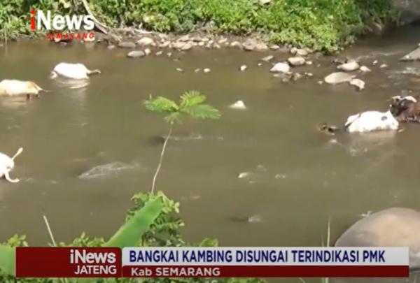 Ditemukan Bangkai Kambing Diduga PMK, Mengambang di Sungai Serang Semarang