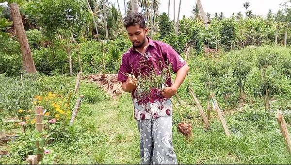 Baru 8 Kali Panen Cabe Merah Keriting Milik Petani Mulai di Serang Hama di Pidie Jaya