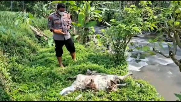Sejumlah 97 Bangkai Kambing yang Dibuang di Sungai Serang Semarang Ternyata Positif PMK
