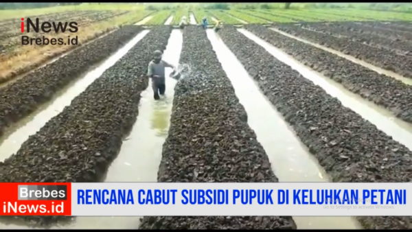 Video Rencana Pemerintah Cabut Subsidi Pupuk Dikeluhkan Petani Bawang Merah di Brebes