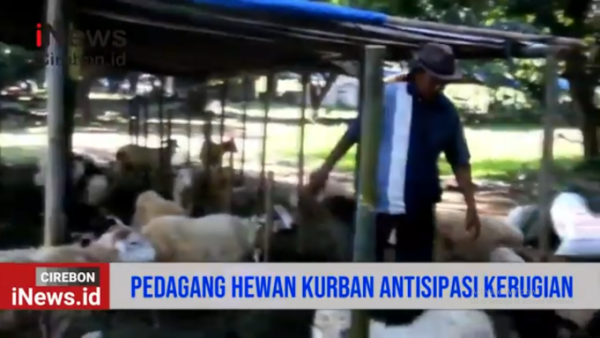 Video Pedagang Hewan Kurban Dadakan Terkena Dampak Akibat Wabah PMK