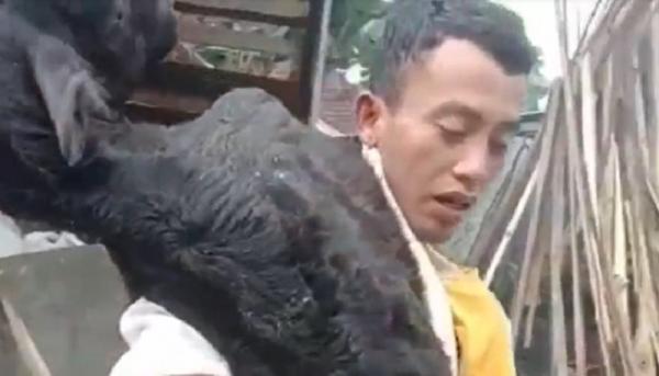 Viral Pemuda Ponorogo Gendong Sapi Sekarat PMK Sambil Menangis: Jembar Kuburmu Yo