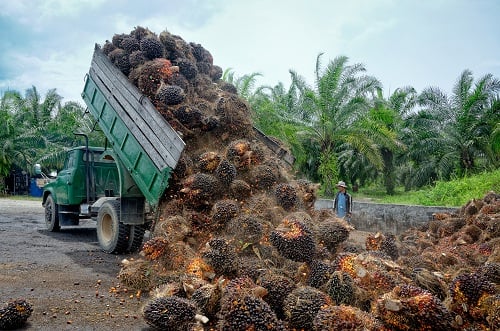 Harga Sawit Anjlok, Asosiasi Petani Sawit Ngadu ke Moeldoko, Ada Apa?