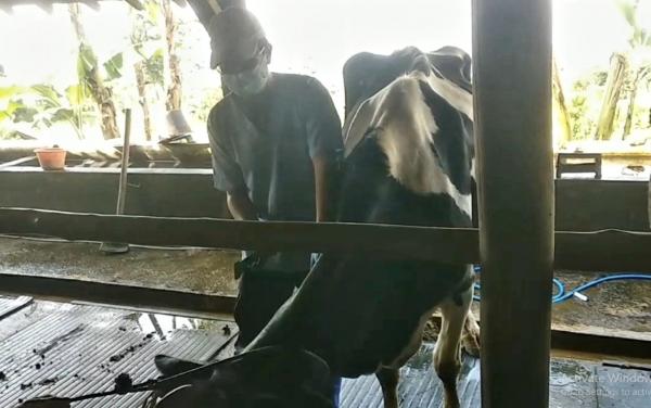 Waspada! Penyakit Mulut dan Kuku pada Ternak Terdeteksi di 19 Provinsi di Indonesia