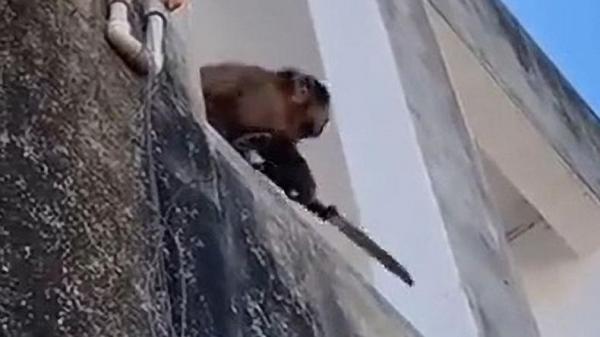 Viral Monyet Liar Bersenjata Pisau Tebar Teror, Warga Kota Ketar-ketir