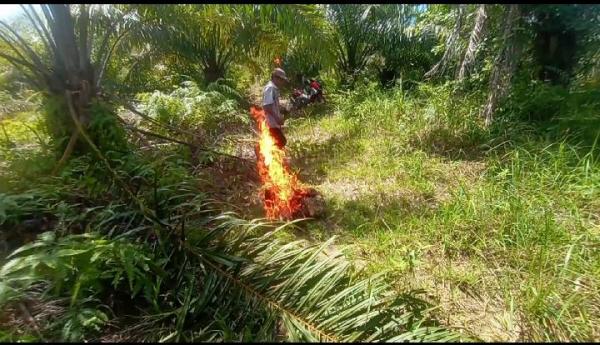 Marah Harga Anjlok, Petani di Aceh Nekat Bakar Buah Sawit dan Merusak Tanaman