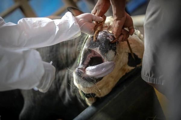 Penanganan Penyakit Mulut dan Kuku Pada Hewan Ternak di Jabar Berprogres Baik