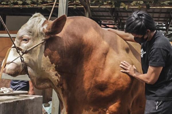 Atta Halilintar Beli Sapi Megalodon Untuk Qurban, Terbesar Di Jawa Barat, Bobotnya Capai 1,1945 Ton