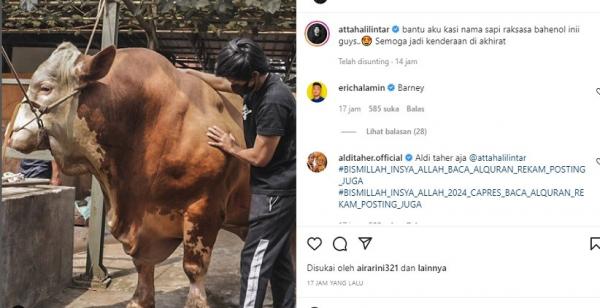 Atta Halilintar Beli Sapi Megalodon Seberat 1.194 Kilogram untuk Dikurbankan