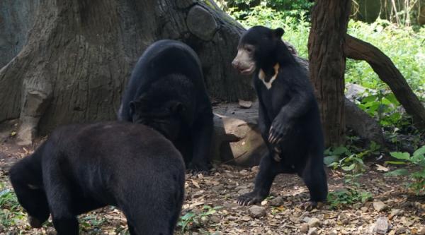 Diserang Beruang, Petani Karet di Riau Selamat Usai Pura-Pura Pingsan