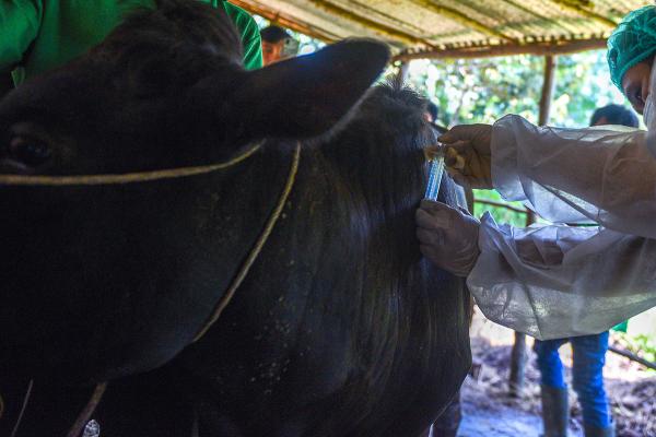 Yuk Intip Momen Hewan Ternak di Palembang Divaksinasi