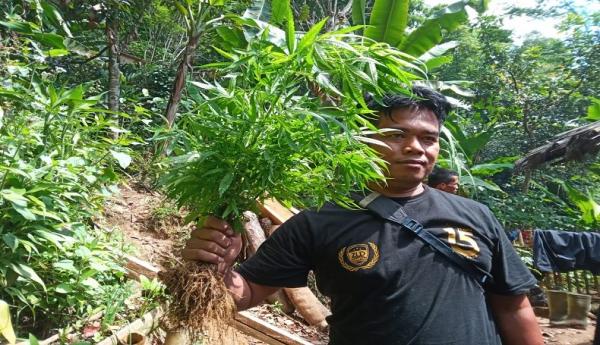Niat Cari Madu di Hutan, Pria ini Dapatnya Malah Kebun Ganja 10 Hektare