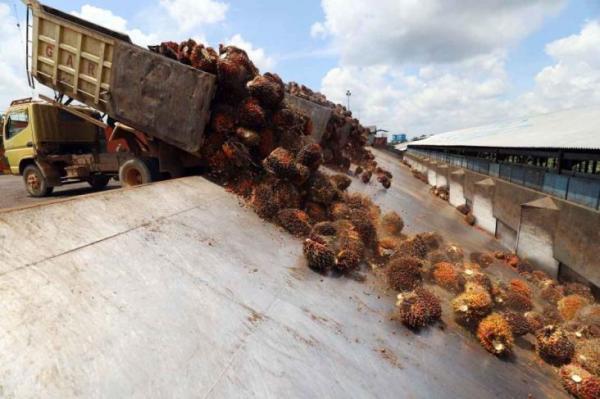 Harga CPO Merosot, Malaysia Mulai Hentikan Produksi Minyak Dibeberapa Pabrik Sawit