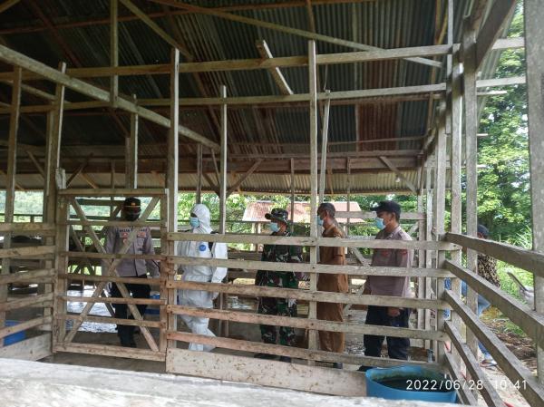 Di Aceh Sapi Terinfeksi PMK di Semprot Anti Virus