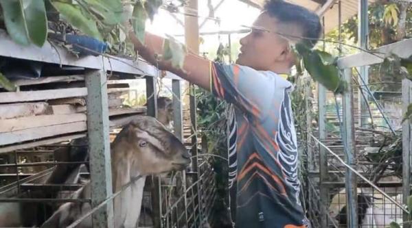 Dampak Pasar Hewan di Boyolali Tutup, Pedagang Terpaksa Jual Sapi dan Kambing di Rumah