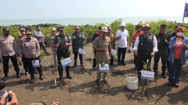 Hari Lingkungan Hidup Sedunia, Ridwan Kamil Tanam Mangrove di Pantai Pondok Bali Subang