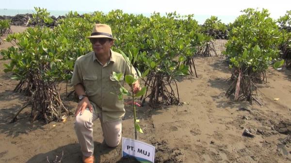 Peduli Lingkungan, PT MUJ Jabar Tanam 2000 Mangrove di Pantai Pondok Bali Subang