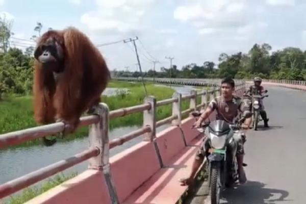 Luar Biasa! Aksi Prajurit TNI Menggiring Orangutan yang Tersesat