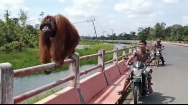 Orangutan Berkeliaran di Jembatan, Anggota TNI Giring ke Hutan