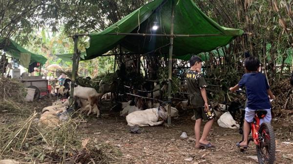 Ditinggal Salat Subuh, Maling Nekat Gasak Kambing Punya Pedagang Hewan Kurban di Bekasi
