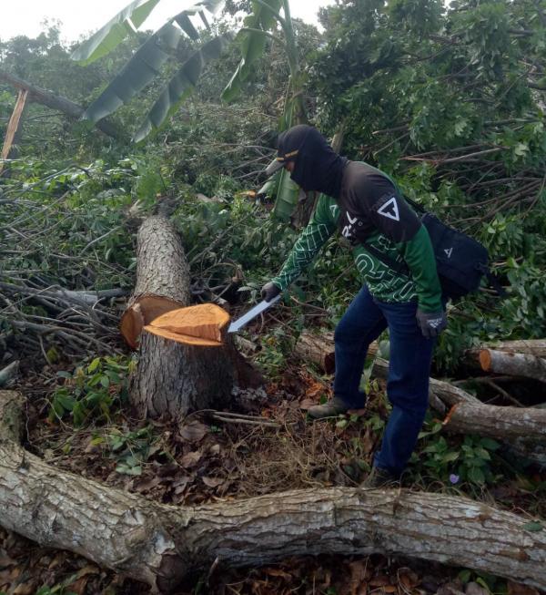 130 Kayu Batangan Ditebang Tanpa Izin, Perhutani Banyuwangi Selatan Tangkap Satu Penebang