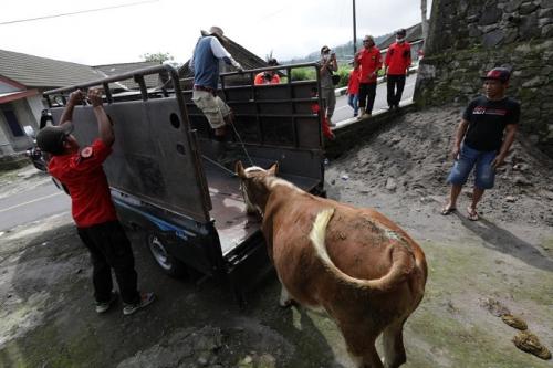 233.370 Hewan yang Terpapar Tersebar di 22 Provinsi di Indonesia, Darurat PMK