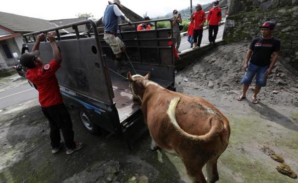 Ratusan Ribu Hewan Ternak di Berbagai Provinsi Terserang PMK,  Jateng Terbanyak ke Tiga