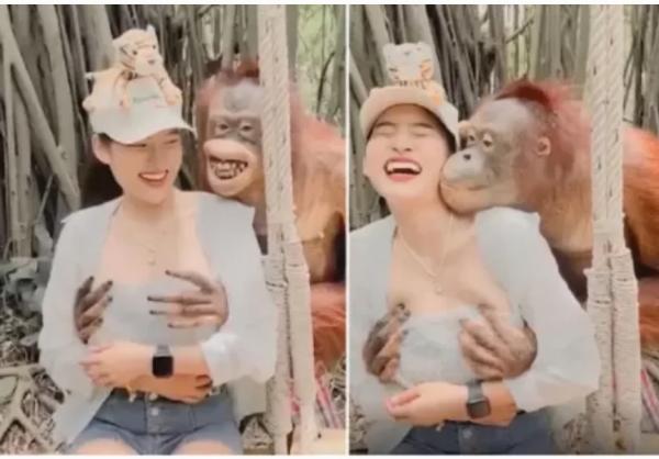 Viral! Orangutan Tergila-gila Ciumi Turis Cantik Hingga Remas Payudara